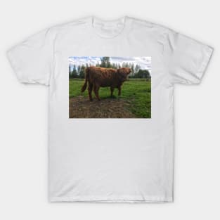 Scottish Highland Cattle Calf 2026 T-Shirt